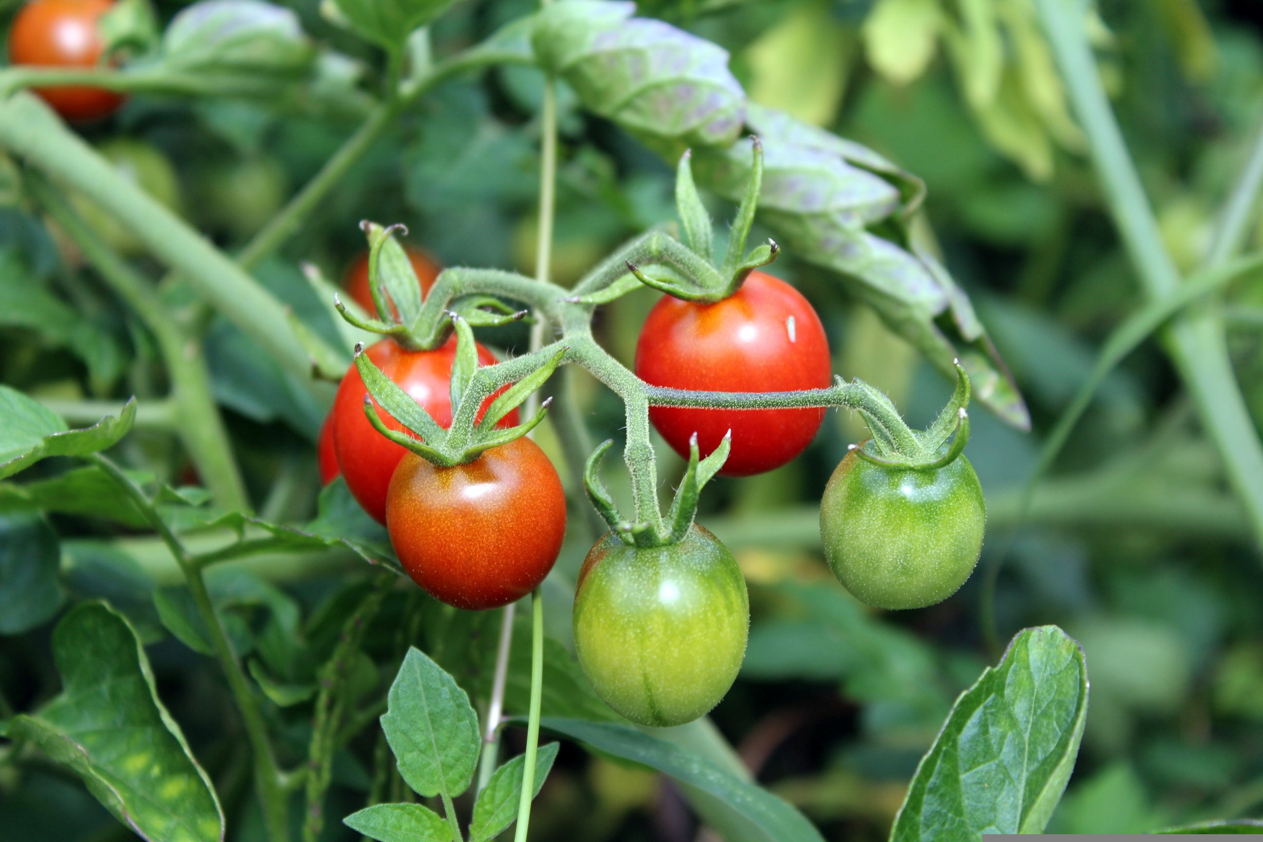 Cherry Tomato